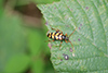 Leptura aurulenta